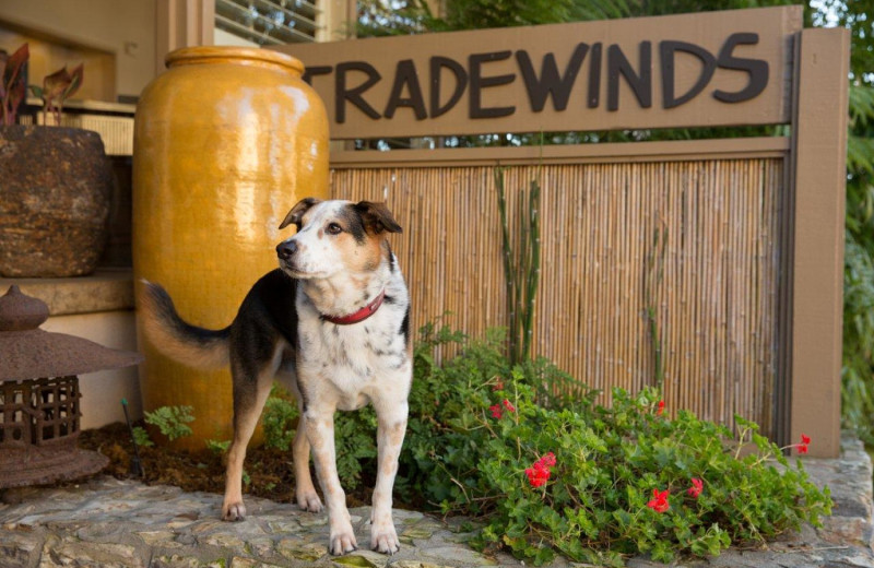 Pets welcome at Tradewinds Carmel.