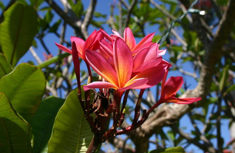 Island flora at Orange Hill Beach Inn.