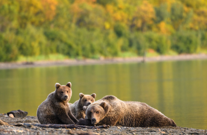 Bear at Salmon Catcher Lodge.