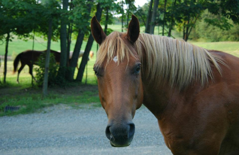 Horses at Guggisberg Swiss Inn/Amish Country Riding Stables.