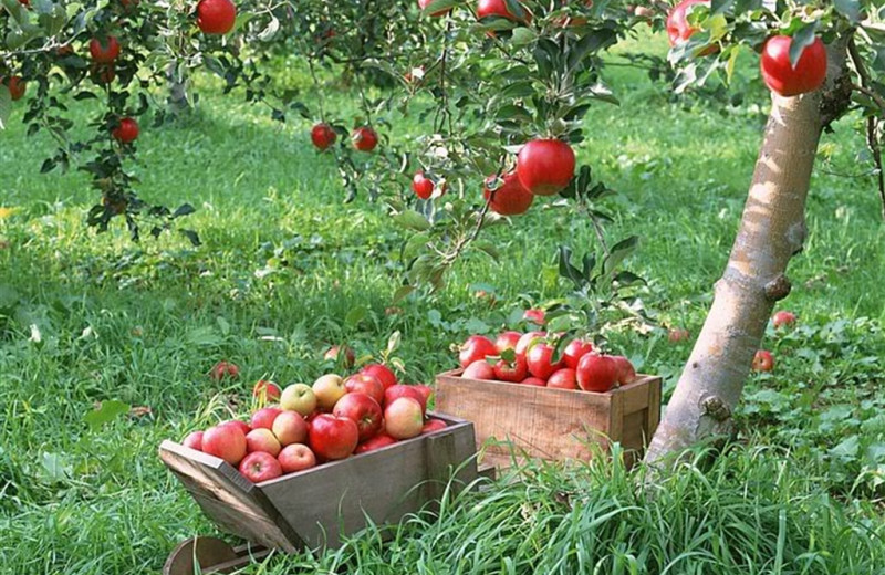 Pick your own apples near Pheasant Park Resort.