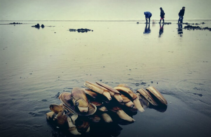 A group digging during the razor clamming season.