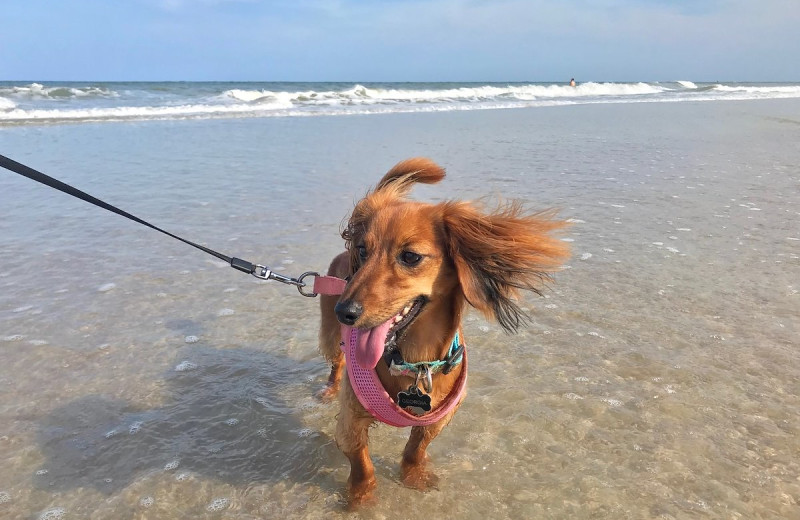 Pets welcome at One Ocean Resort