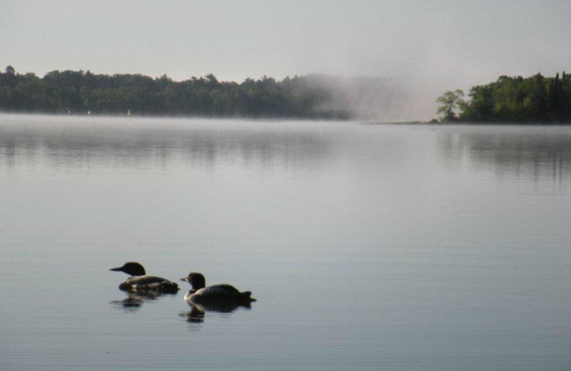 Loons on lake at Fremont's Point Resort.