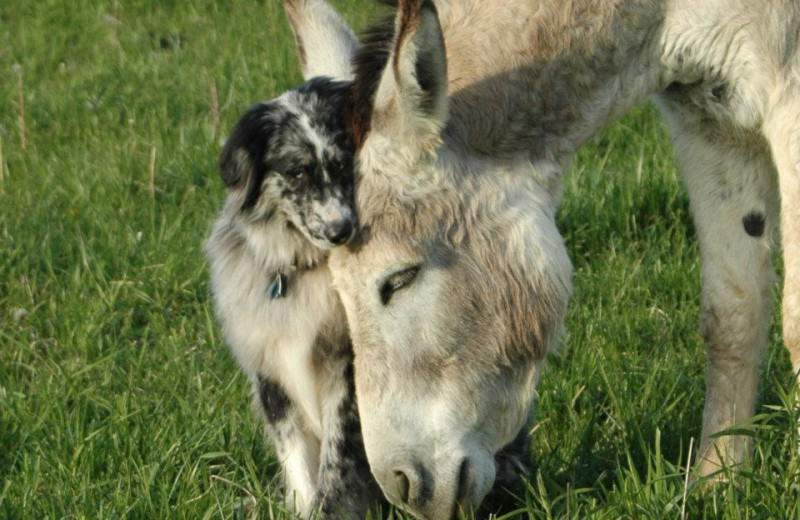 Donkey and dog at Guggisberg Swiss Inn/Amish Country Riding Stables.