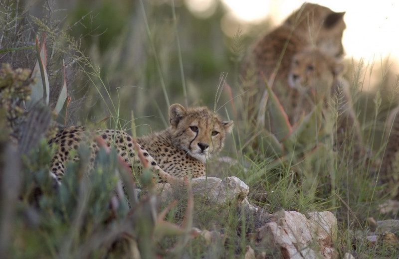 Wildlife at Blaauwbosch Private Game Reserve.