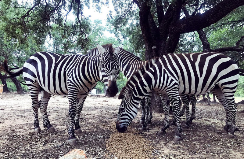 Zebra at The Exotic Resort Zoo.