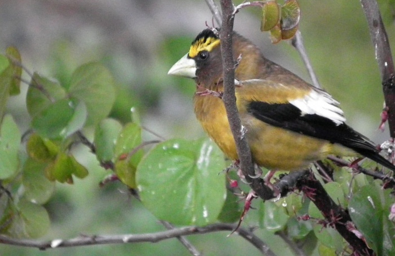 Bird watching at Strawhouse Resorts.