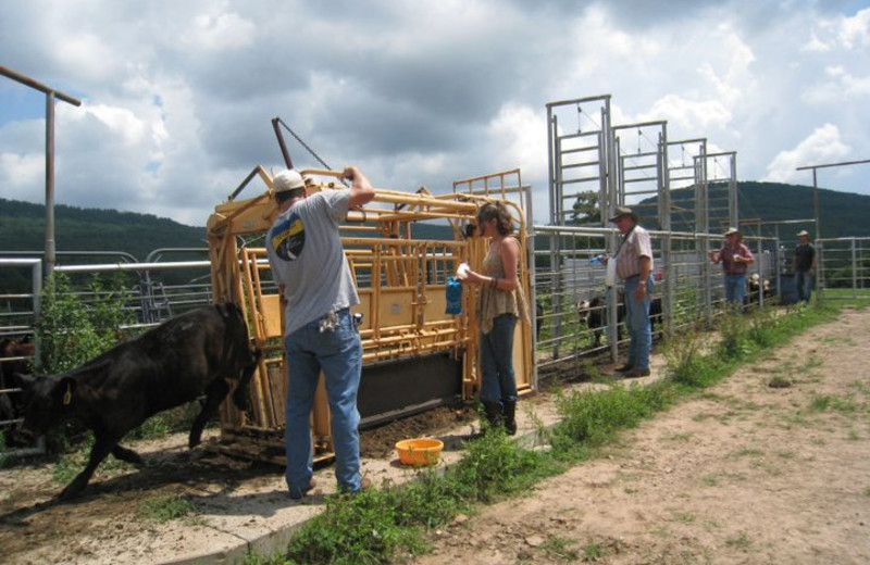 Working the cattle at Rockin Z Ranch.