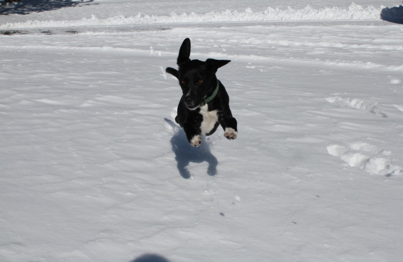 Pets welcome at Sisters Vacation Rentals.