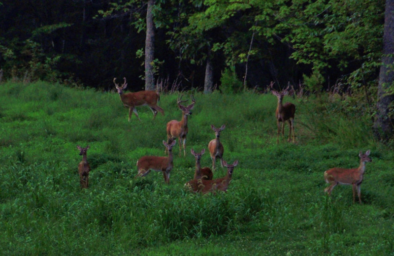 Deer at Singletree Gun & Plough.