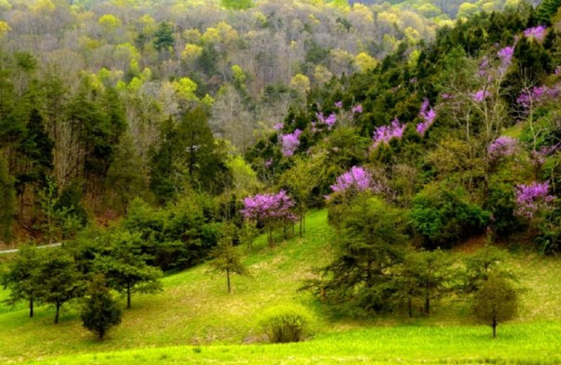 Scenic view at Creekside Resort.