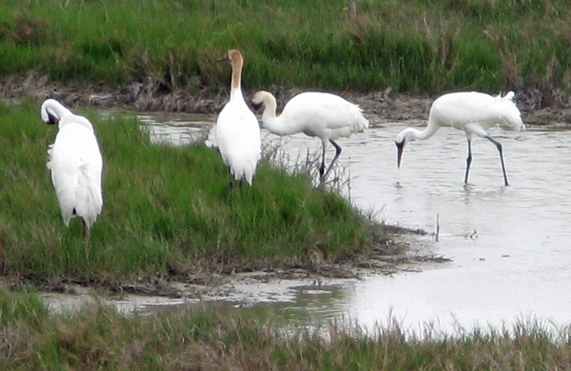 Cranes at The Dunes Condominiums.