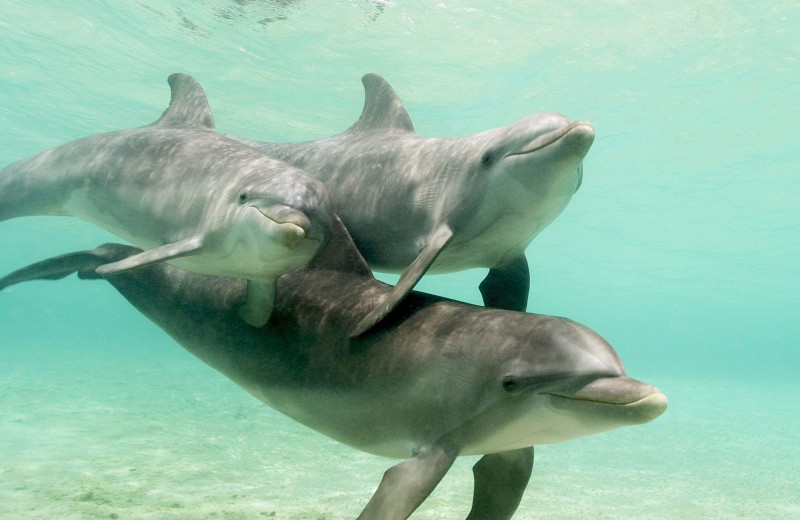 Dolphins at Boca Ciega Resort.