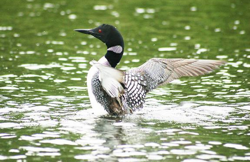 Wildlife at Woman River Camp