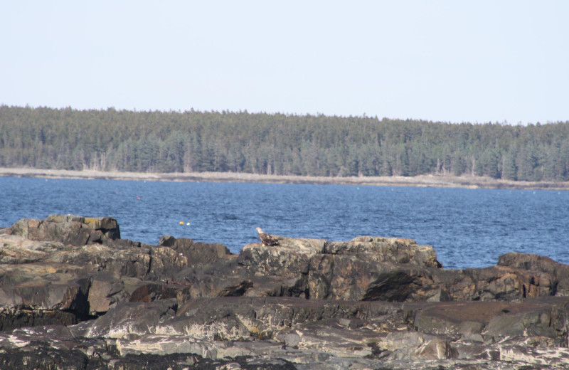 Acadian Nature Cruise near Aurora Inn & Motel.