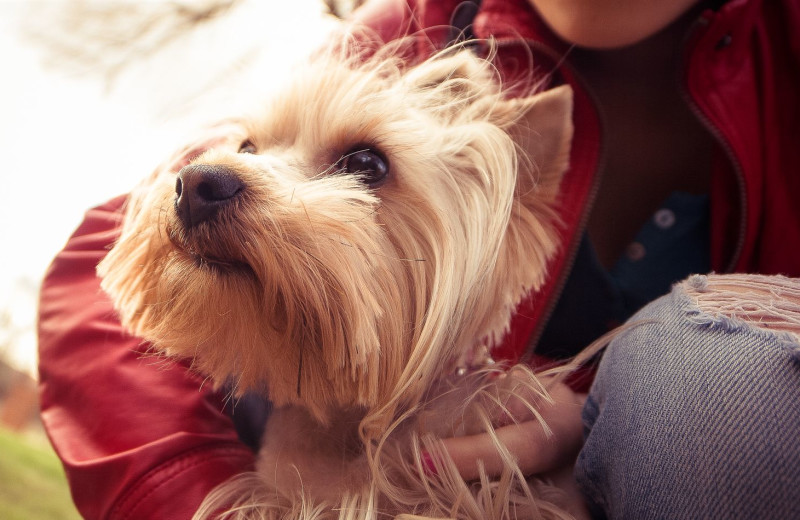 Pets welcome at Trapp Family Lodge.