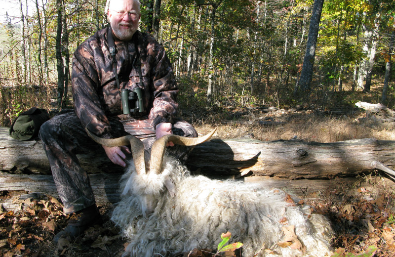 Texas Dall hunting at Caryonah Hunting Lodge.