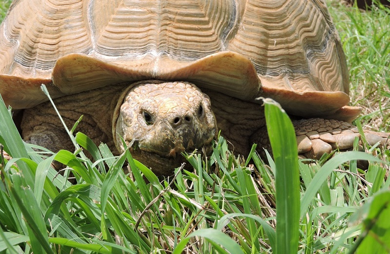 Tortoise at The Exotic Resort Zoo.