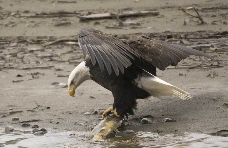 Eagle at Alagnak Lodge.