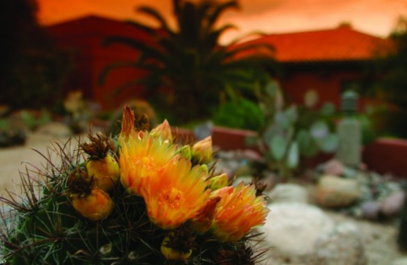 Cactus blossoming at Canyon Ranch Tucson.