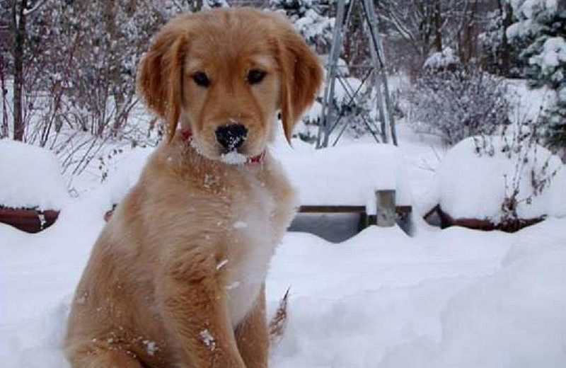 Pets welcome at Golden Bear Cottages Resort.