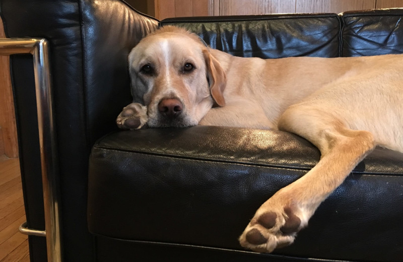 Pets welcome at Inn On Columbia.