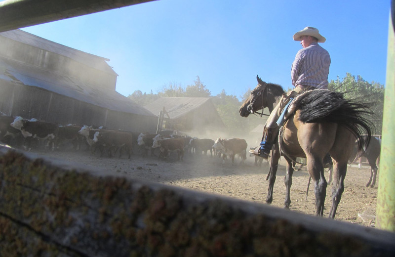 Cattle round up at Rankin Ranch.