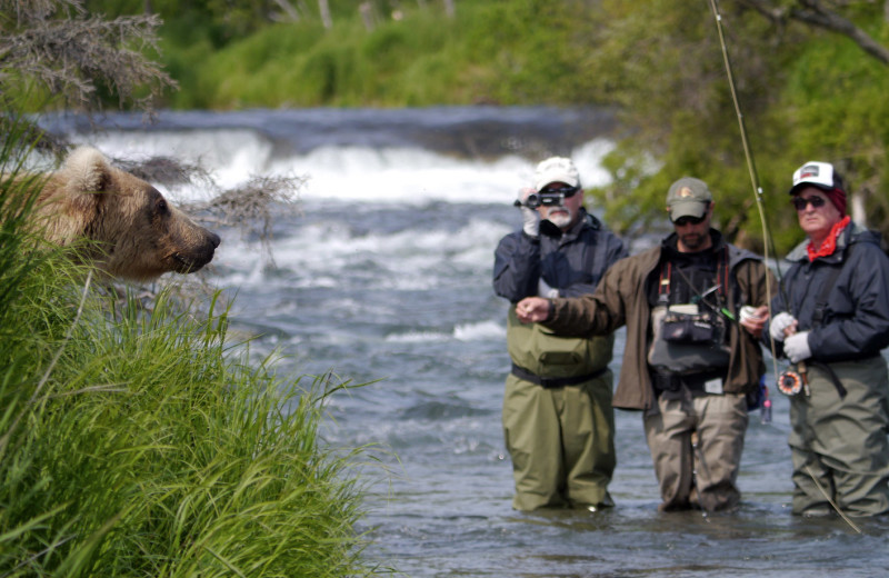 Bear at Alaska Rainbow Lodge.