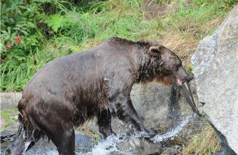 Bear watching at Gone Fishin' Lodge.