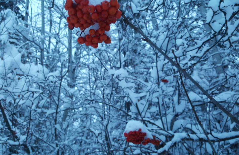 Beautiful snowy scene at North Forty Resort