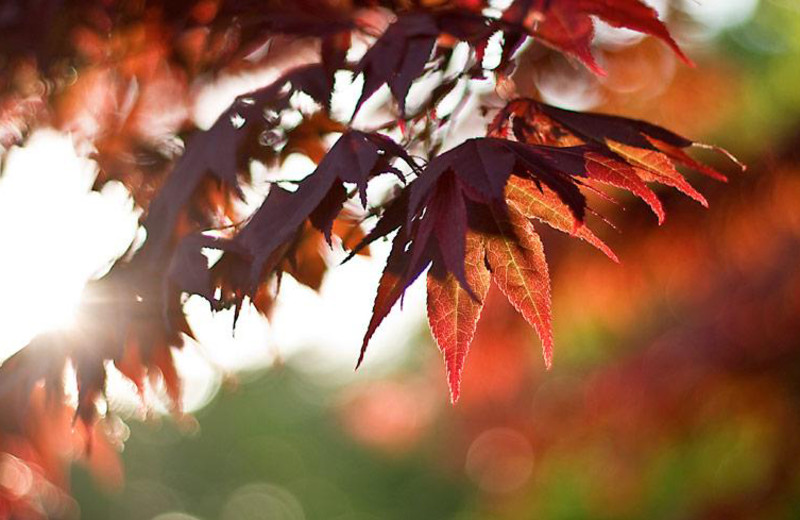 Fall leaves at Alpen Rose Inn.