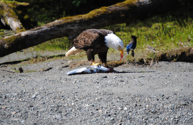 Eagle at Glacier Bear Lodge.