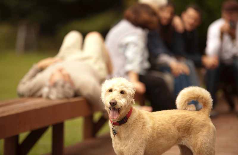 Pets welcome at Half Moon Bar Lodge.