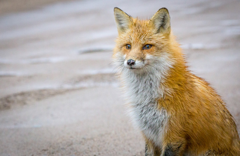 Fox at Wolf Den Hostel and Nature Retreat.