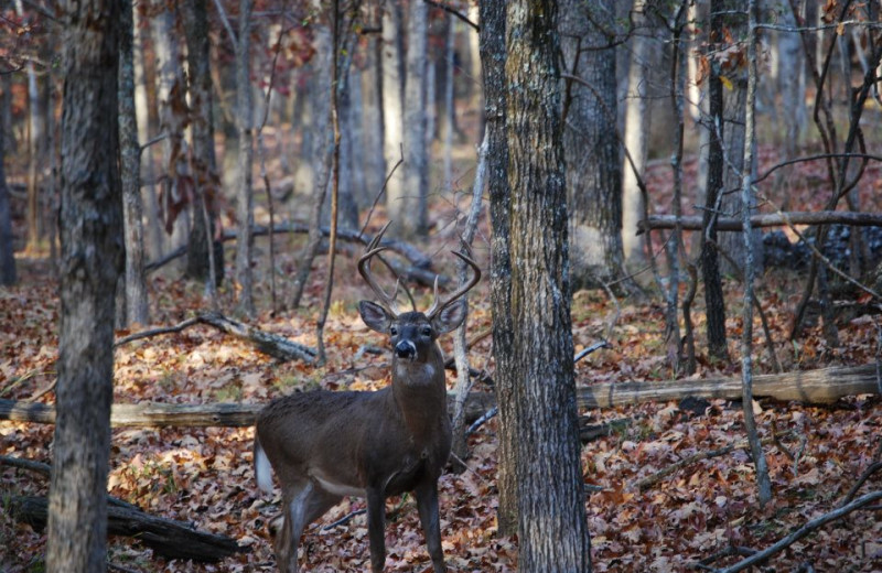 Buck at Goodman Ranch.