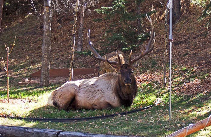 Elk at 4 Seasons Inn.