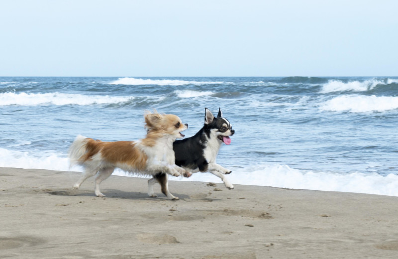 Pets welcome at Bald Head Island Limited.