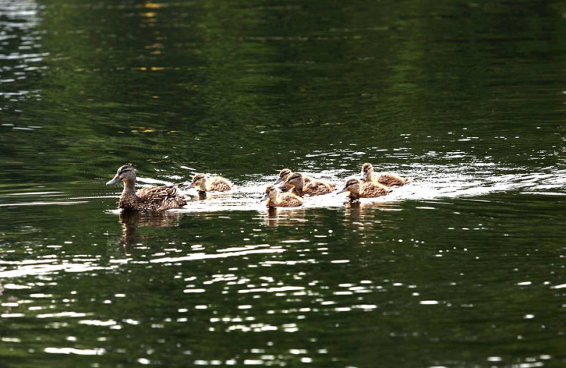 Wildlife at Water's Edge Inn & Conference Center.