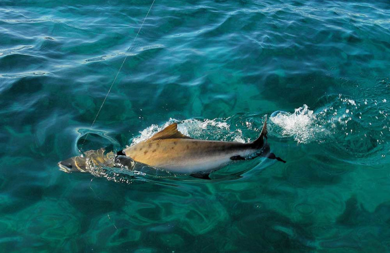 Fishing at Isla Holbox Fly Fishing Lodge.