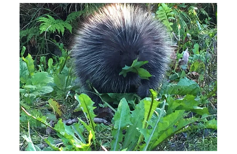 Porcupine at Sleepy Bear Cabins.