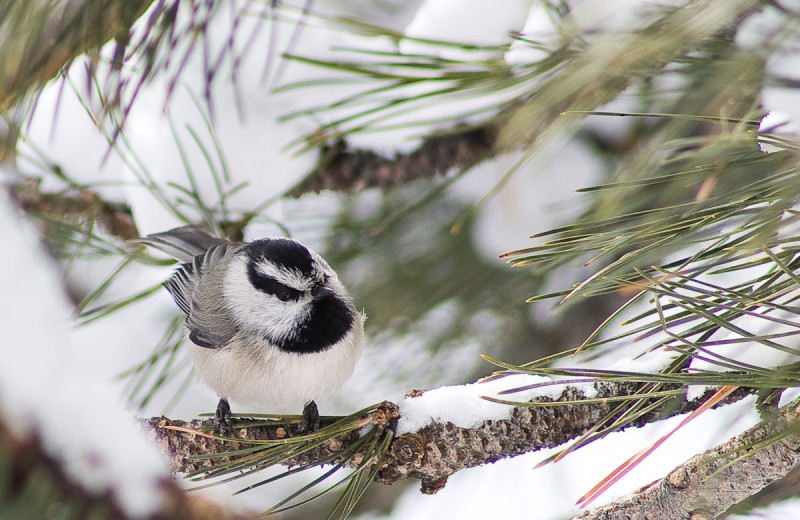 Birds at McGregor Mountain Lodge.