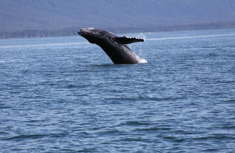 Whale watching near A Pearson's Pond Luxury Suites and Adventures.