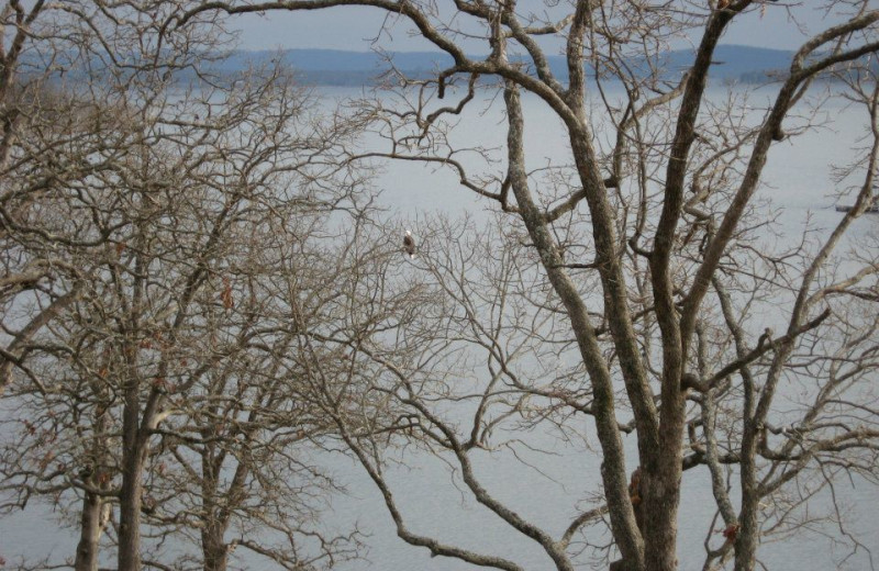 Bald eagle at Artilla Cove Resort.