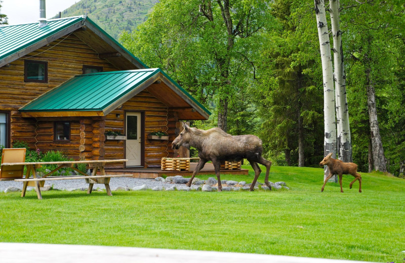 Moose at Alaska Heavenly Lodge.