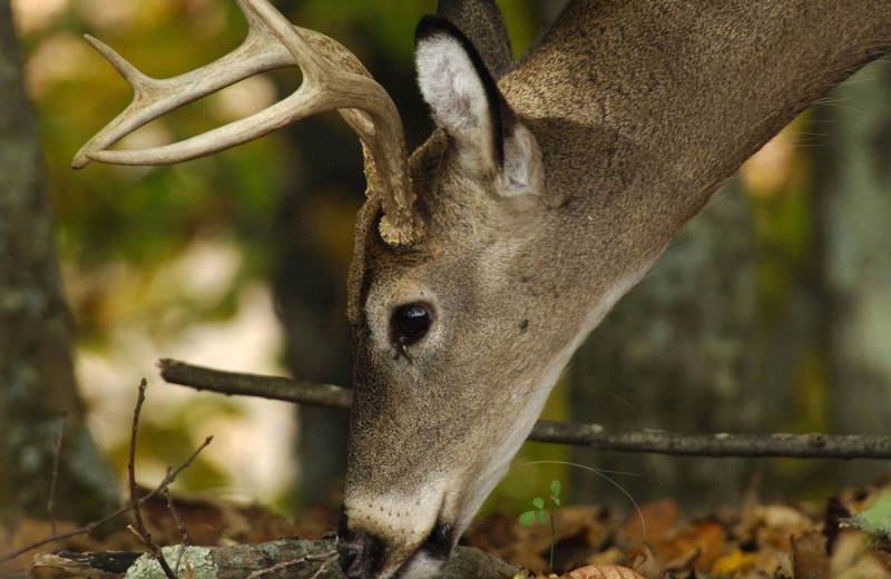 Deer at Stonewall Resort.