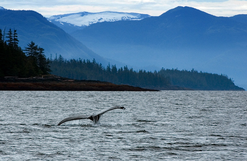 Whale watching at portsman's Cove Lodge.