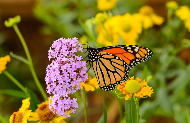 Garden near Staybridge Suites Naples-Gulf Coast.