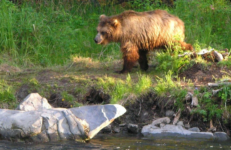 Brown bear at Kenai River Drifter's Lodge.