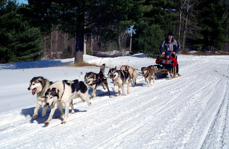 Dog sled at Algonquin Eco-Lodge.